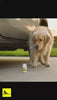 Worried dog looking at a pot of Settlers before jumping happily into a car to settle for a sleep.