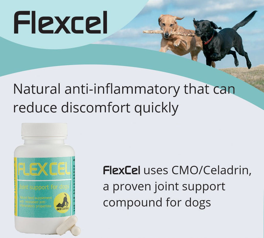 FlexCel CMO/Celadrin canine anti-inflammatory – Ace Canine Healthcare